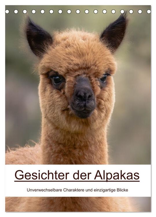 Produktbild: Gesichter der Alpakas - Unverwechselbare Charaktere und einzigartige Blicke (Tischkalender 2027 DIN A5 hoch), CALVENDO Monatskalender