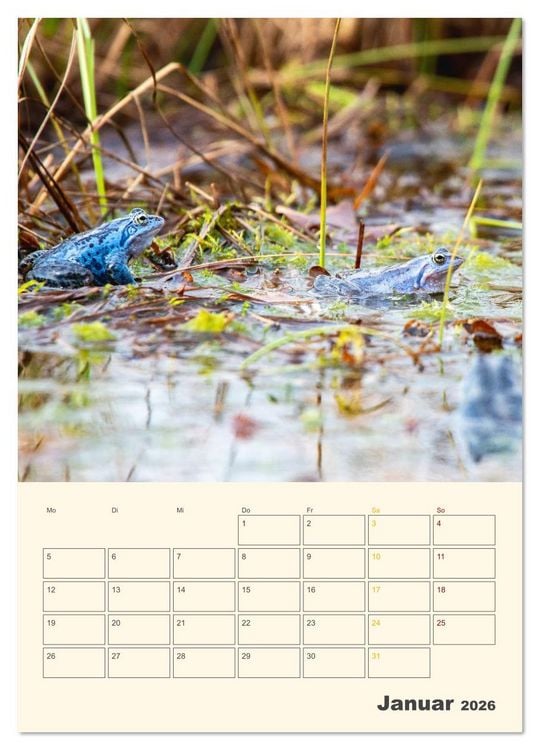 Produktbild: Moorfrosch Geheimnisse &ndash; Farben, Flirts & Froschkonzerte - Tanja Riedel (Wandkalender 2026 DIN A2 hoch), CALVENDO Monatskalender