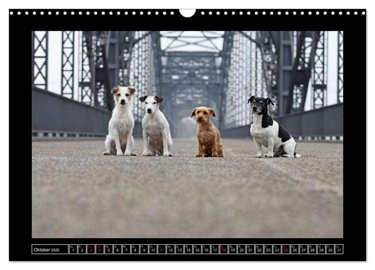 Produktbild: Parson Russell Terrier (Wandkalender 2026 DIN A3 quer), CALVENDO Monatskalender