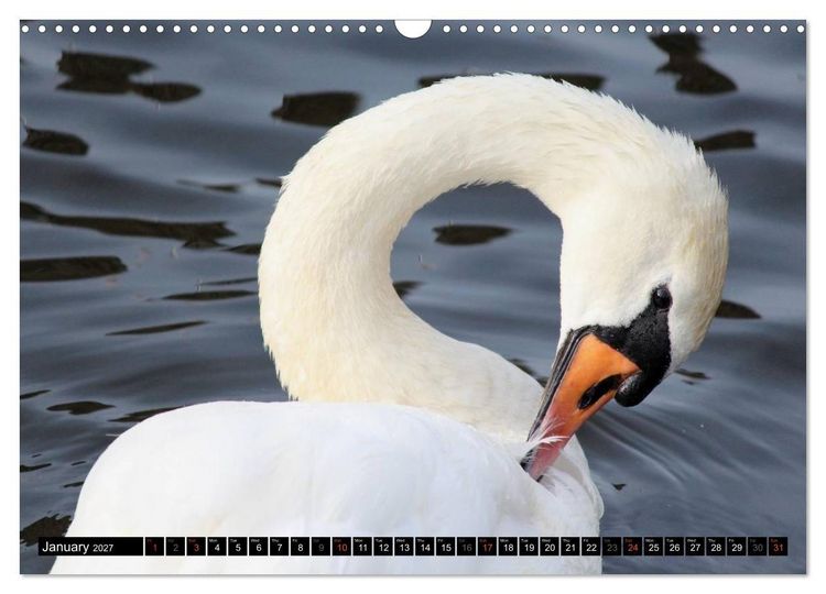 Produktbild: Lovely Water Birds (Wall Calendar 2027 DIN A3 landscape), CALVENDO 12 Month Wall Calendar