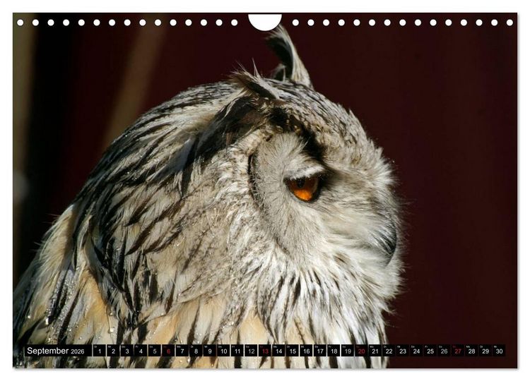 Produktbild: Eulen. Mystische Sch&ouml;nheiten (Wandkalender 2026 DIN A4 quer), CALVENDO Monatskalender