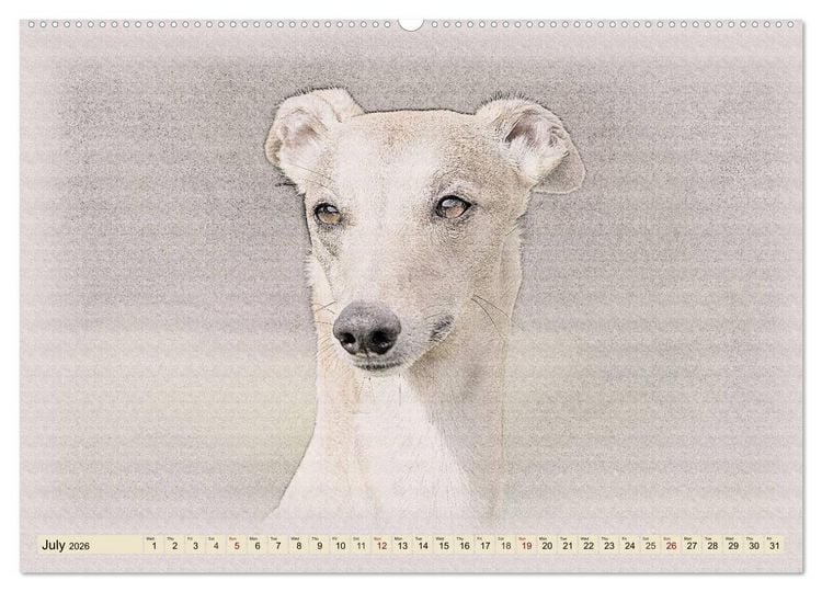 Produktbild: Whippets 2026 (High Quality Premium Wall Calendar 2026 DIN A2 landscape),CALVENDO 12 Month Wall Calendar