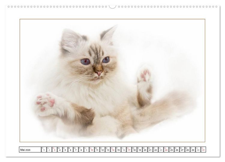 Produktbild: Katzen &ndash; Treue Begleiter (CH - Version) (hochwertiger Premium Wandkalender 2026 DIN A2 quer), Kunstdruck in Hochglanz