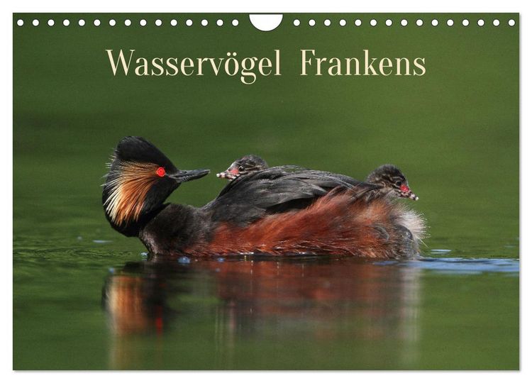 Produktbild: Wasserv&ouml;gel Frankens (Wandkalender 2026 DIN A4 quer), CALVENDO Monatskalender