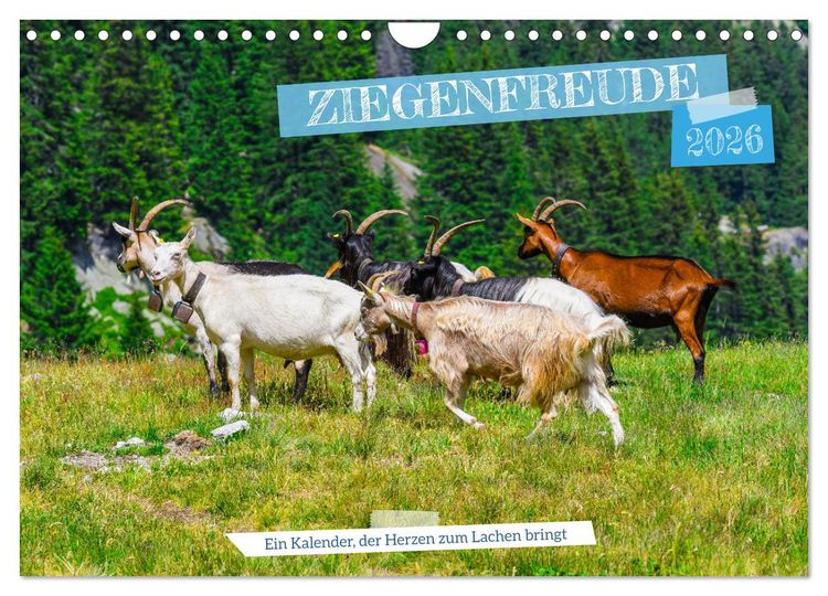 Produktbild: Ziegenfreude (Wandkalender 2026 DIN A4 quer), CALVENDO Monatskalender