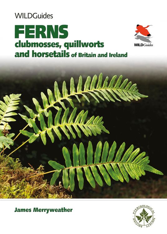 Produktbild: Ferns - Clubmosses, Quillworts and Horsetails of Britain and Ireland