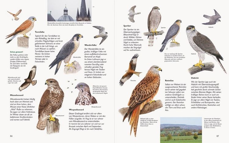Produktbild: Wawra's Naturbuch &ndash; Unserer Natur auf der Spur, Bd. 1: S&auml;ugetiere, V&ouml;gel, Reptilien, Amphibien