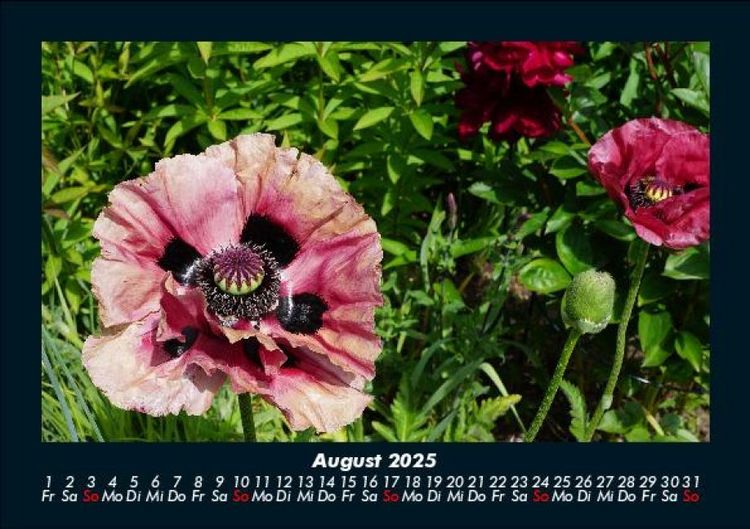 Produktbild: Blumenzauber 2025 Fotokalender DIN A5