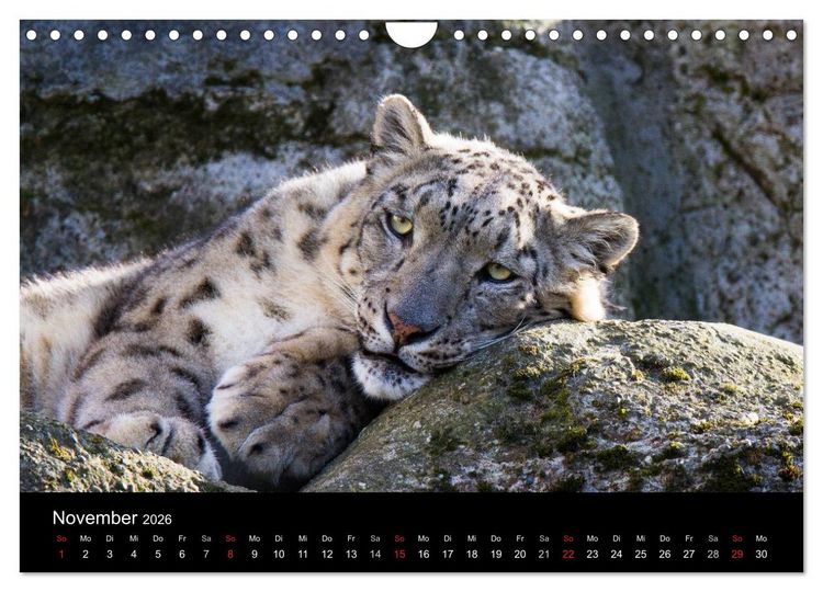 Produktbild: Schneeleoparden (Wandkalender 2026 DIN A4 quer), CALVENDO Monatskalender