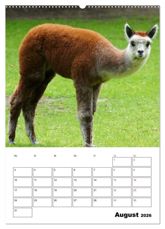Produktbild: Alpaka und Lama Terminplaner (hochwertiger Premium Wandkalender 2026 DIN A2 hoch), Kunstdruck in Hochglanz