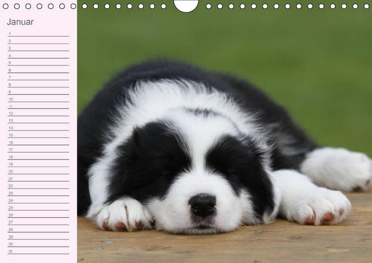 Produktbild: Border Collie-Welpen Geburtstagskalender (Wandkalender immerw&auml;hrend DIN A4 quer)