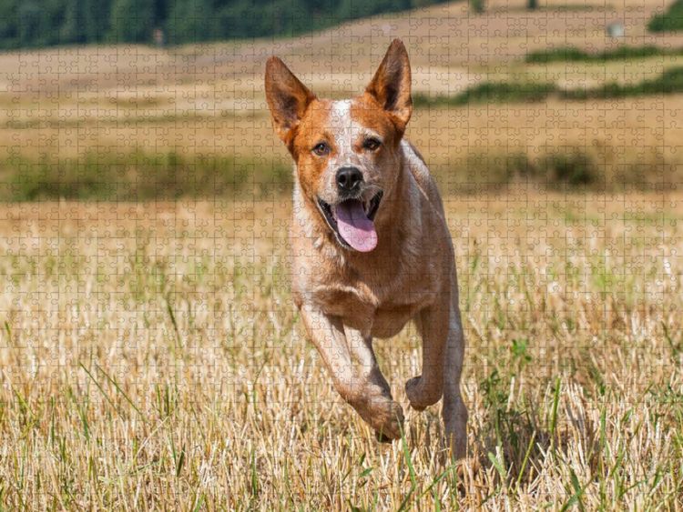 Produktbild: CALVENDO Puzzle Ein Motiv aus dem Kalender Power auf 4 Pfoten. Australian Cattle Dog | 1000 Teile Lege-Gr&ouml;&szlig;e 64x48cm Foto-Puzzle f&uuml;r gl&uuml;ckliche Stunde