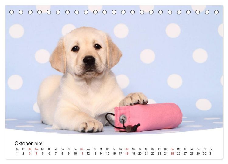 Produktbild: Labrador Welpen - Labrador Puppies (Tischkalender 2026 DIN A5 quer), CALVENDO Monatskalender