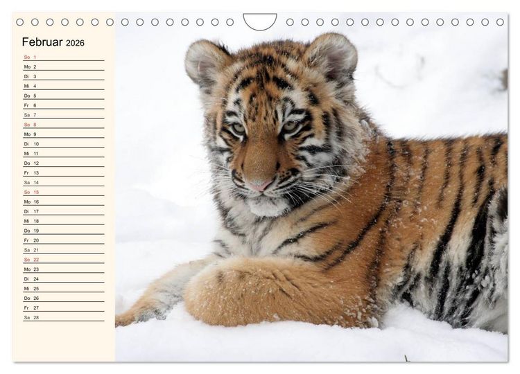 Produktbild: Tiger. Gestreift, wild und sch&ouml;n (Wandkalender 2026 DIN A4 quer), CALVENDO Monatskalender