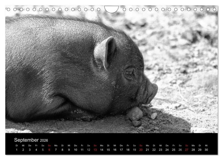 Produktbild: Das Leben der Schweine (Wandkalender 2026 DIN A4 quer), CALVENDO Monatskalender
