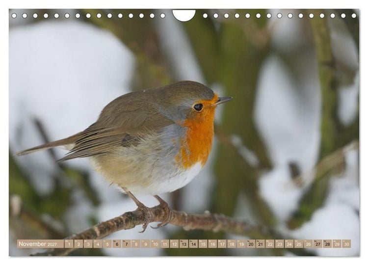Produktbild: Robin, das s&uuml;&szlig;e Rotkehlchen (Wandkalender 2027 DIN A4 quer), CALVENDO Monatskalender