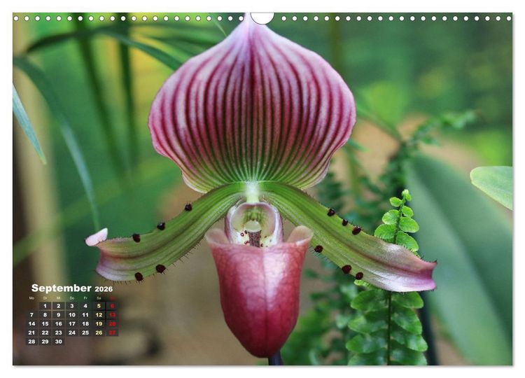 Produktbild: Pr&auml;chtige Orchideen (Wandkalender 2026 DIN A3 quer), CALVENDO Monatskalender