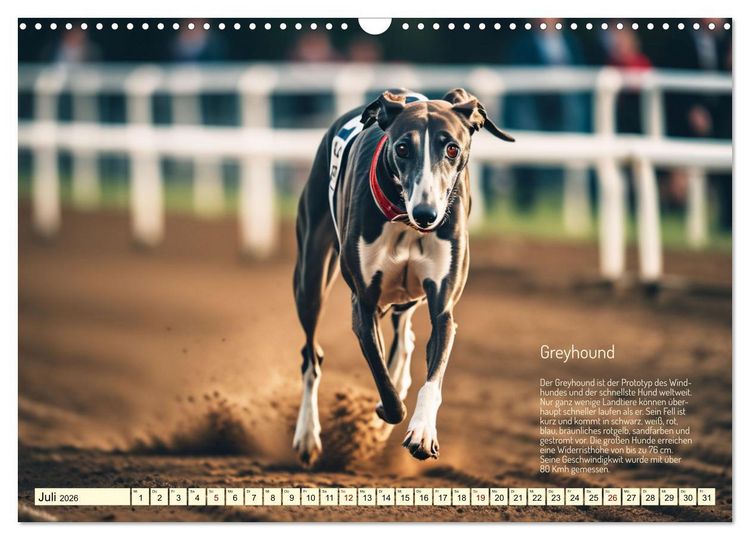 Produktbild: Windhunde im Portrait (Wandkalender 2026 DIN A3 quer), CALVENDO Monatskalender