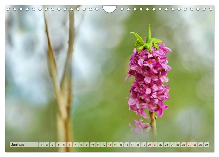 Produktbild: Wenn Bl&uuml;ten tr&auml;umen tanzt das Licht (Wandkalender 2026 DIN A4 quer), CALVENDO Monatskalender