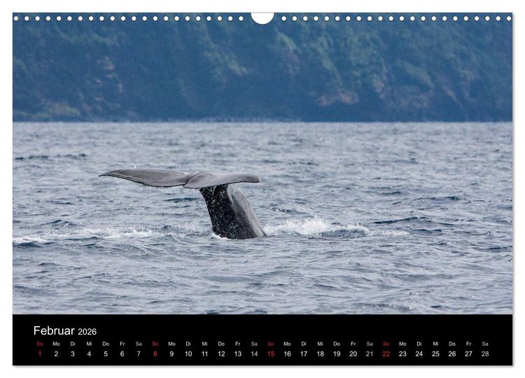 Produktbild: Wale (Wandkalender 2026 DIN A3 quer), CALVENDO Monatskalender
