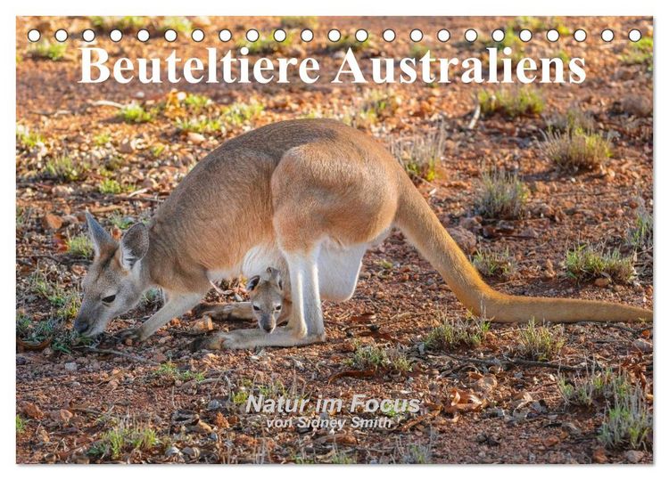 Produktbild: Beuteltiere Australiens (Tischkalender 2026 DIN A5 quer), CALVENDO Monatskalender