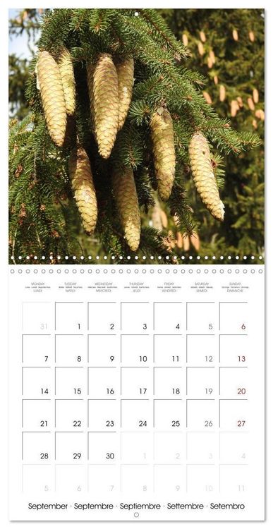Produktbild: Habitat Forest (Wall Calendar 2026 12 &times; 12 Inch) CALVENDO 12 Month Wall Calendar