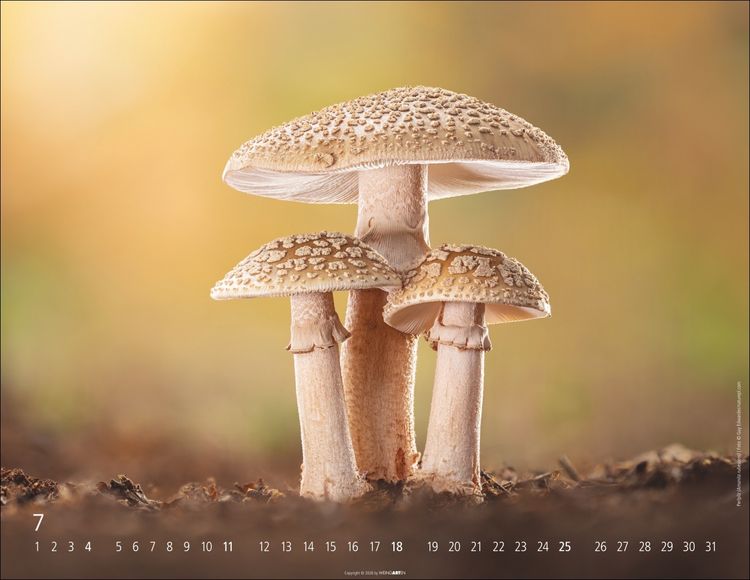Produktbild: Wunderwelt der Pilze Kalender 2027