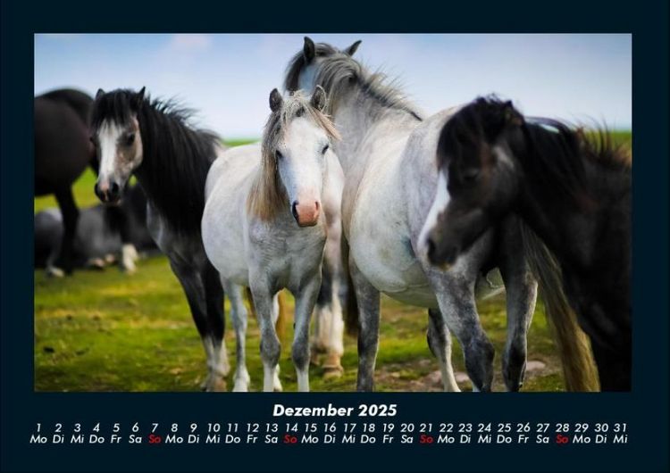 Produktbild: Pferdegefl&uuml;ster 2025 Fotokalender DIN A4
