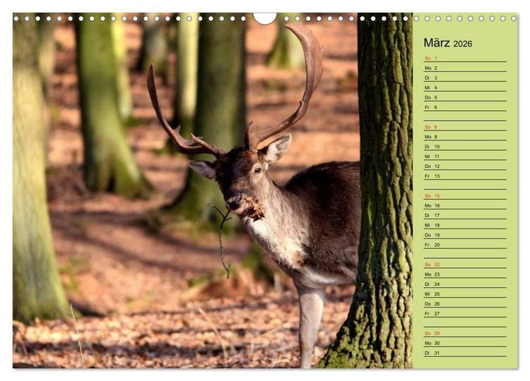 Produktbild: Hirsche - K&ouml;nige des Waldes/Geburtstagskalender (Wandkalender 2026 DIN A3 quer), CALVENDO Monatskalender