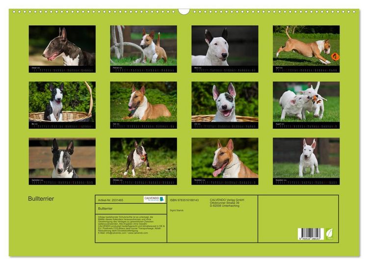Produktbild: Bullterrier (Wandkalender 2026 DIN A2 quer), CALVENDO Monatskalender