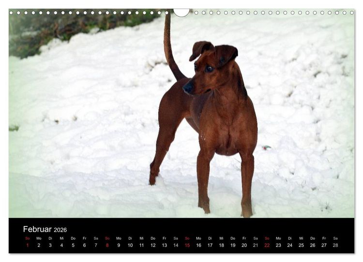 Produktbild: Deutscher Pinscher (Wandkalender 2026 DIN A3 quer), CALVENDO Monatskalender