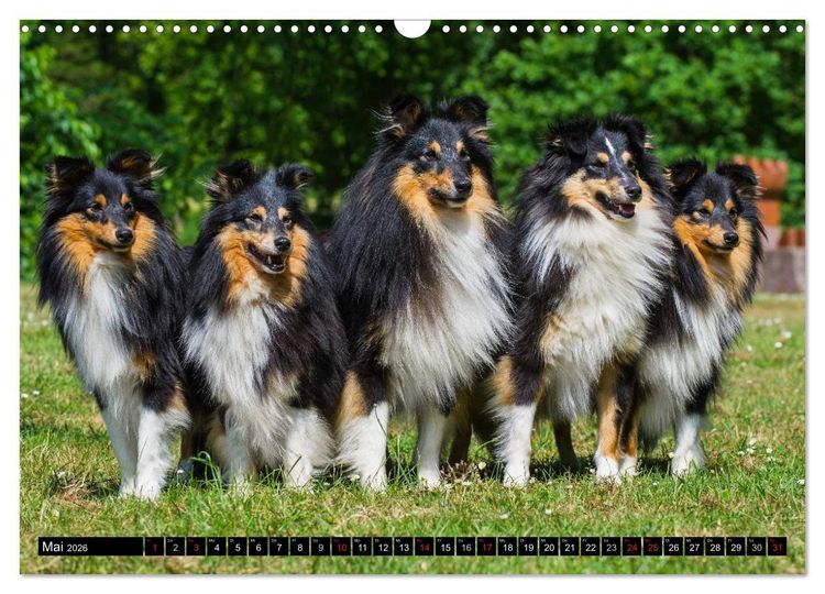 Produktbild: Traumhund Sheltie (Wandkalender 2026 DIN A3 quer), CALVENDO Monatskalender