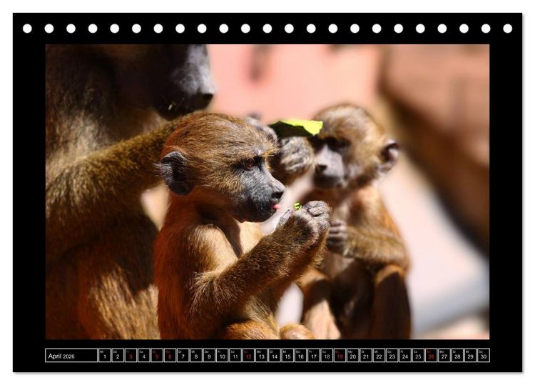 Produktbild: Wildtiere (Tischkalender 2026 DIN A5 quer), CALVENDO Monatskalender