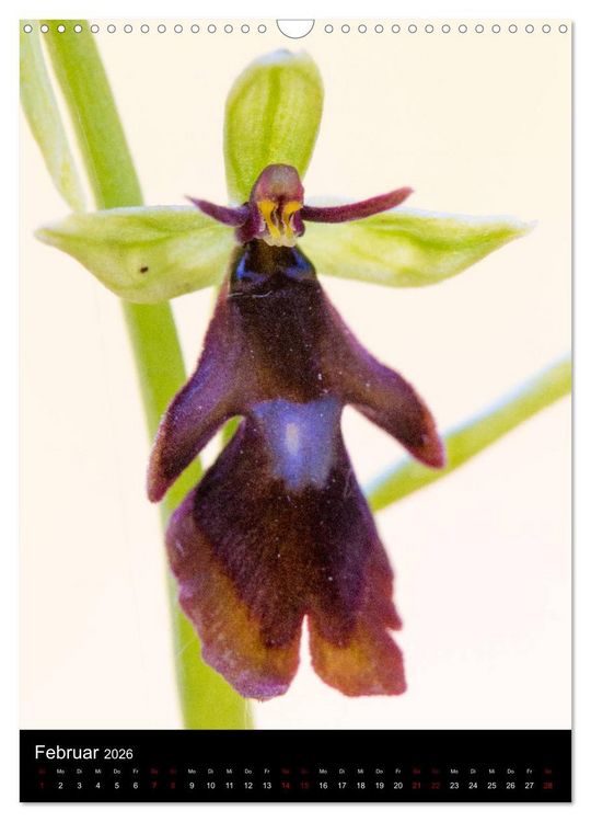 Produktbild: Im richtigen Licht: Wilde Orchideen in S&uuml;dbayern (Wandkalender 2026 DIN A3 hoch), CALVENDO Monatskalender