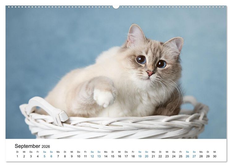 Produktbild: Heilige Birma Katzen mit traumhaft blauen Augen und wei&szlig;en Pf&ouml;tchen (Wandkalender 2026 DIN A2 quer), CALVENDO Monatskalender