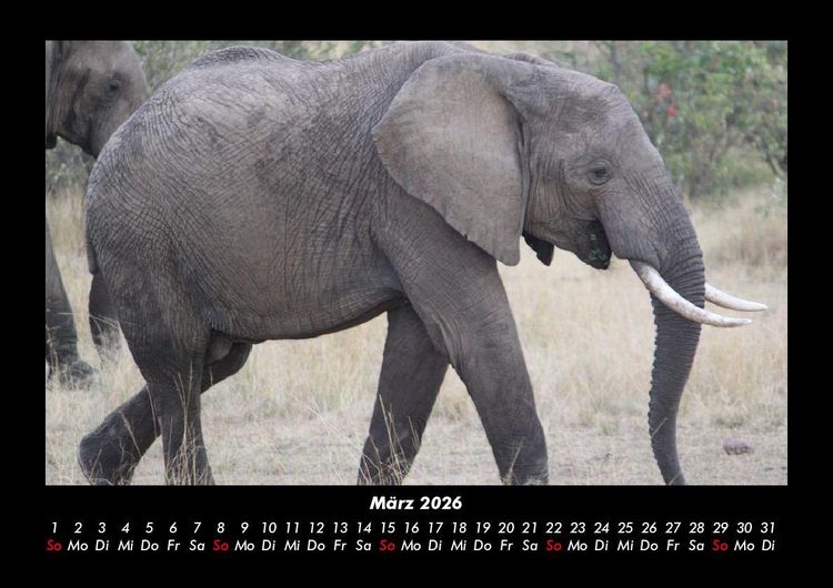 Produktbild: Der Elefantenkalender 2026 Fotokalender DIN A3
