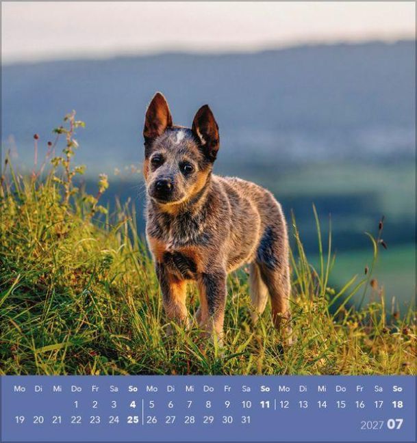Produktbild: Hunde 2027