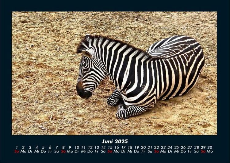 Produktbild: Zebrazauber 2025 Fotokalender DIN A4