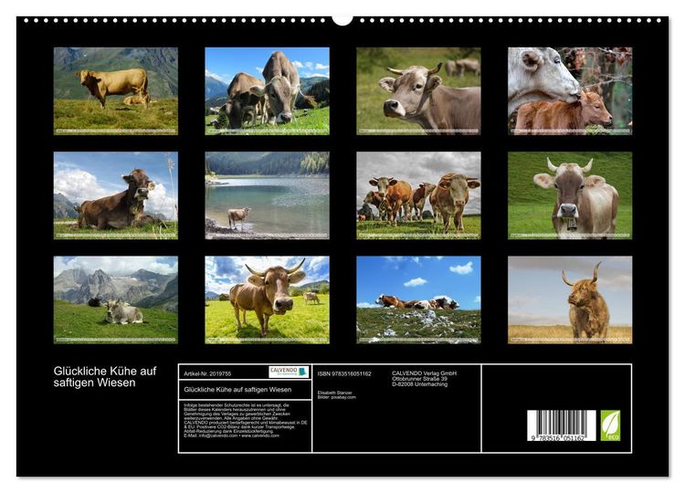 Produktbild: Gl&uuml;ckliche K&uuml;he auf saftigen Wiesen (hochwertiger Premium Wandkalender 2026 DIN A2 quer), Kunstdruck in Hochglanz