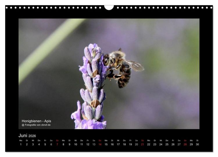 Produktbild: Wildtiere (Wandkalender 2026 DIN A3 quer), CALVENDO Monatskalender