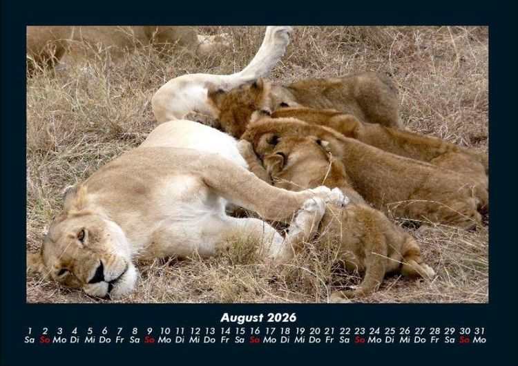Produktbild: L&ouml;wen in der Wildnis 2026 Fotokalender DIN A4