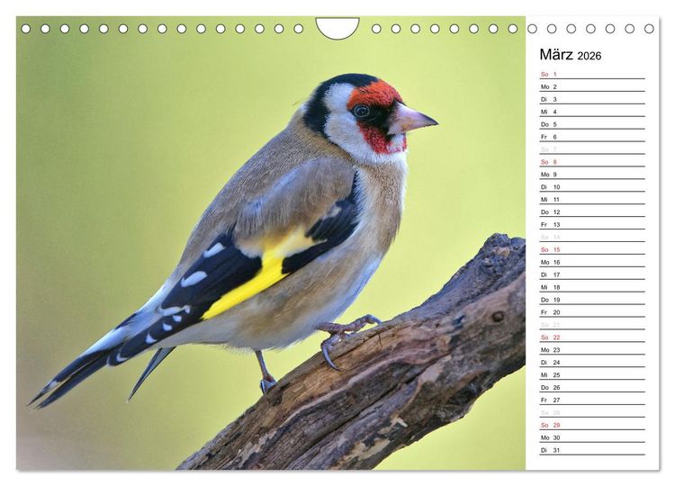Produktbild: Unsere heimischen Gartenv&ouml;gel (Wandkalender 2026 DIN A4 quer), CALVENDO Monatskalender