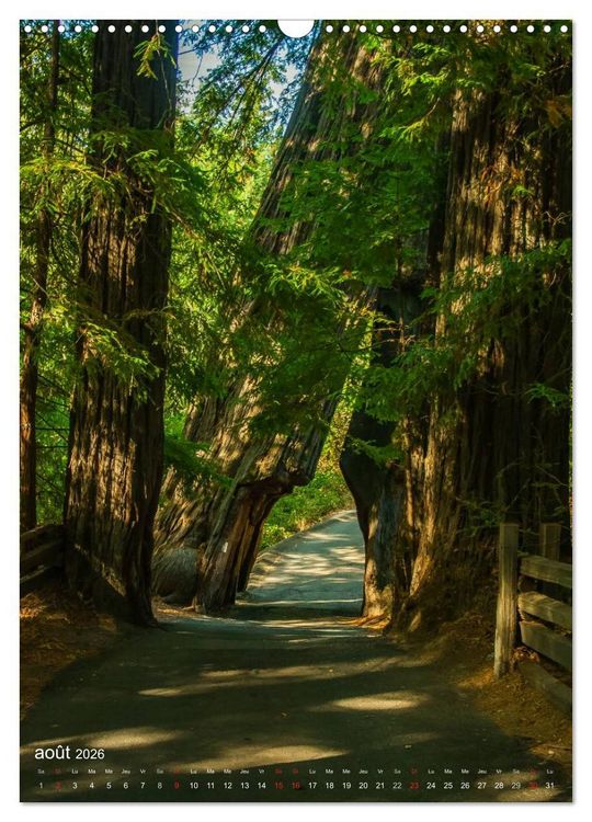 Produktbild: G&eacute;ants verts de la for&ecirc;t (Calendrier mural 2026 DIN A3 horizontal), CALVENDO calendrier mensuel