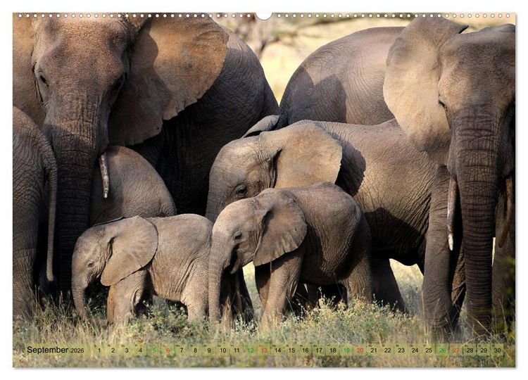 Produktbild: Afrika - im Reich der Elefanten (hochwertiger Premium Wandkalender 2026 DIN A2 quer), Kunstdruck in Hochglanz