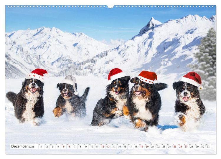 Produktbild: Berner Sennenhund - Ein Freund auf vier Pfoten (hochwertiger Premium Wandkalender 2026 DIN A2 quer), Kunstdruck in Hochglanz