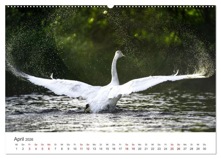 Produktbild: Schw&auml;ne - Prachtvolle Federkleider. (hochwertiger Premium Wandkalender 2026 DIN A2 quer), Kunstdruck in Hochglanz
