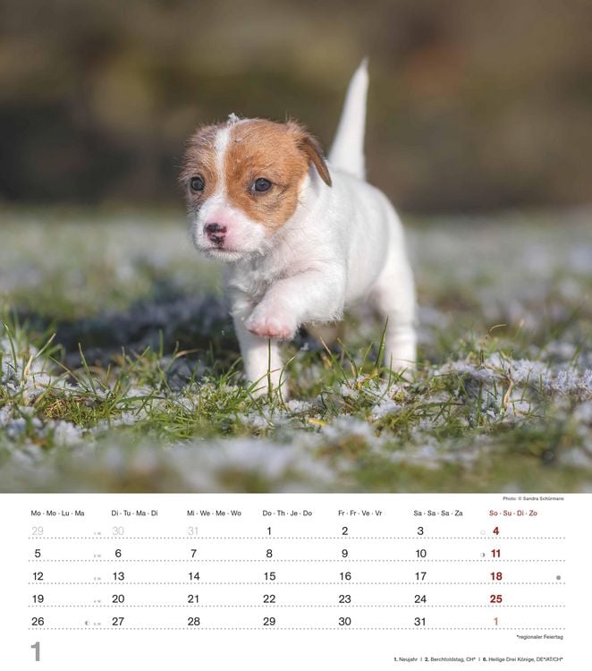 Produktbild: Niedliche Hundekinder 2026 - Wand-Kalender - Tier-Kalender - 30x34