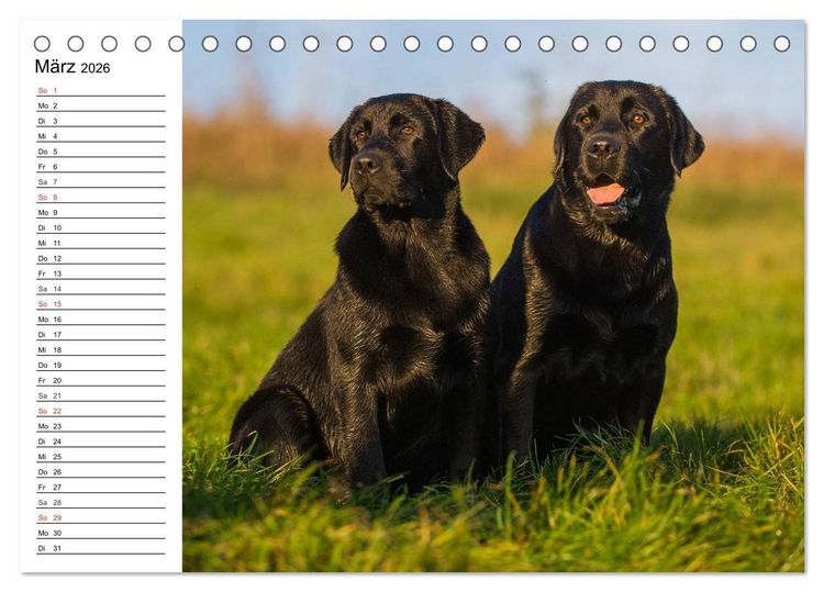 Produktbild: Labrador Retriever - Freunde f&uuml;r&acute;s Leben (Tischkalender 2026 DIN A5 quer), CALVENDO Monatskalender