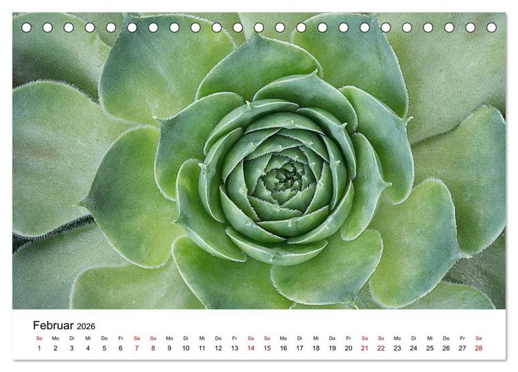 Produktbild: Sukkulenten Galerie (Tischkalender 2026 DIN A5 quer), CALVENDO Monatskalender