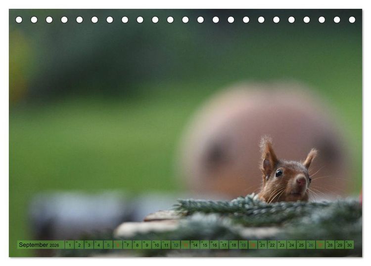 Produktbild: Eichh&ouml;rnchen-Spa&szlig; (Tischkalender 2026 DIN A5 quer), CALVENDO Monatskalender